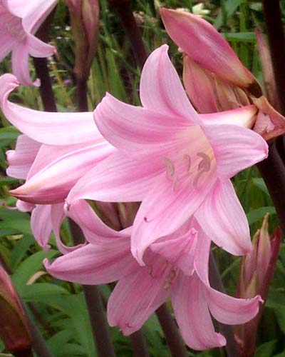 AMARYLLIS BELLADONNA 10 ks